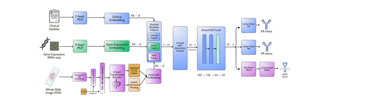 Illustration for A Multimodal Deep Learning Framework for Breast Cancer Receptor Status Prediction
